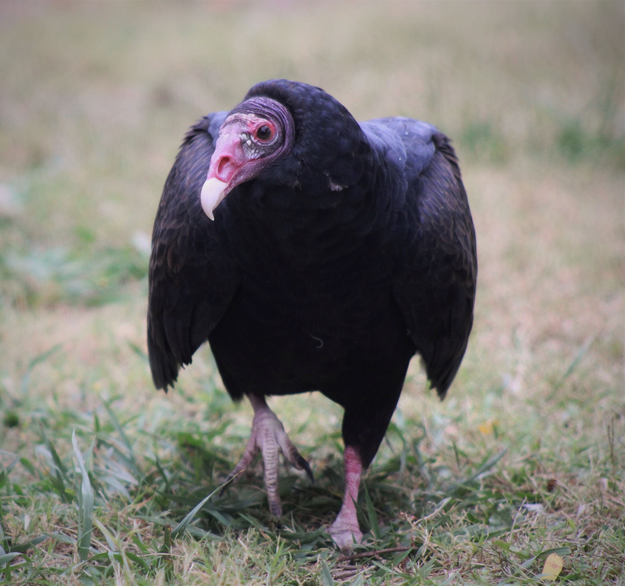 Turkey Vulture